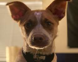His dog Chester has his own Instagram page.